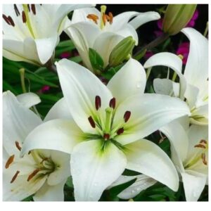 ROSAS = LIRIOS CAJA X 10 UNDADES