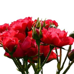 ROSAS CAJA DE 12 A 18 UNIDADES